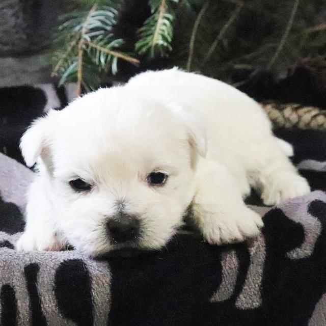 Callie - West Highland White Terrier