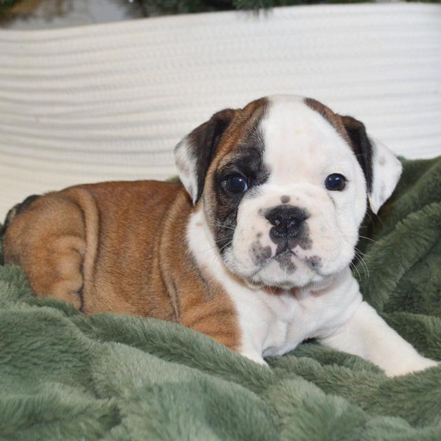 Sophia - Bulldog