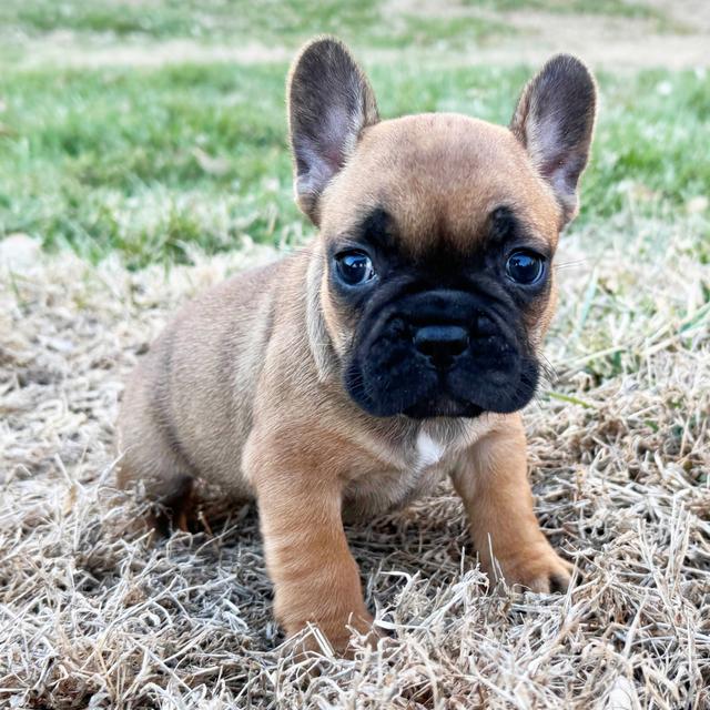 Lou - French Bulldog