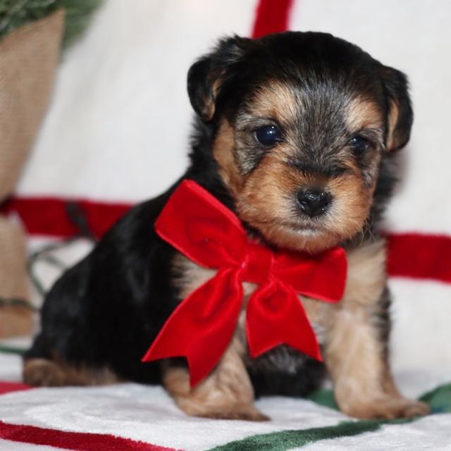 Finley - Yorkiepoo