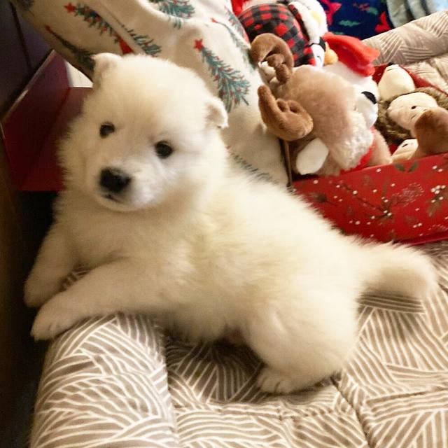 Lexi - American Eskimo Dog