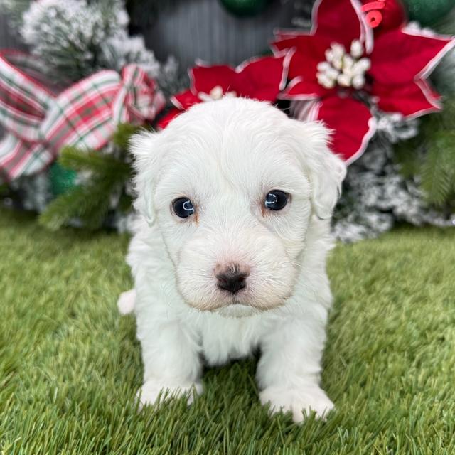 Odessa - Coton de Tulear