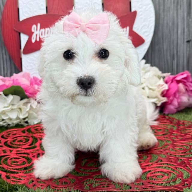 Odessa - Coton de Tulear