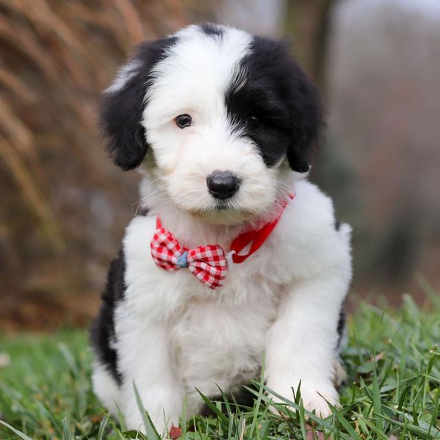 Lucas - Sheepadoodle