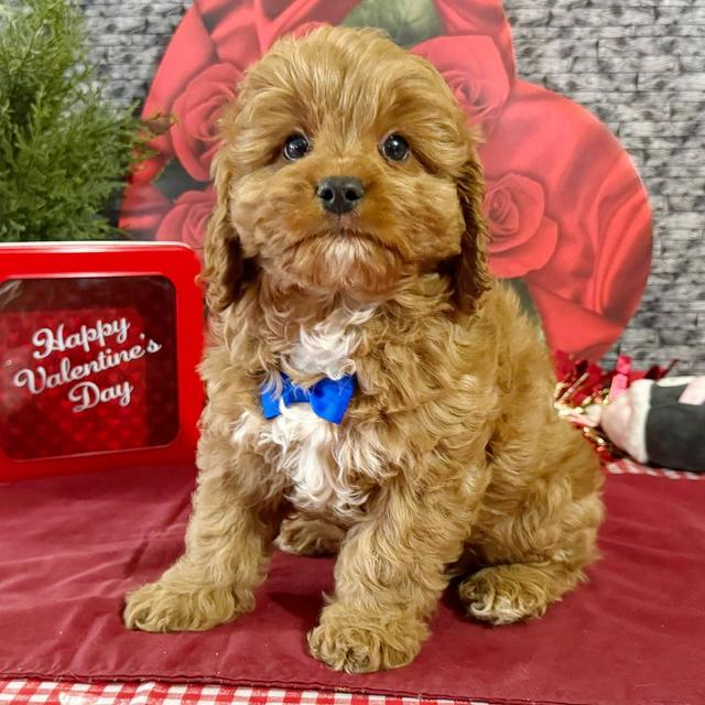 Cooper - Cavapoo