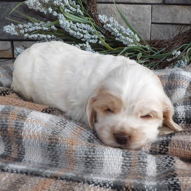 Biscuit - Cocker Spaniel