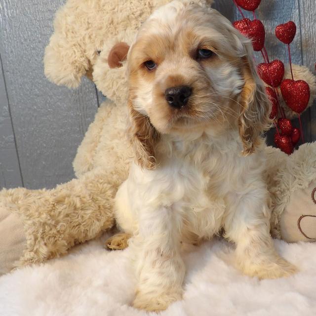 Biscuit - Cocker Spaniel