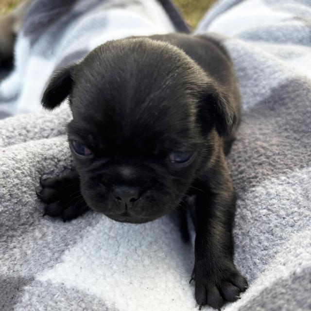 Scottie - Pug