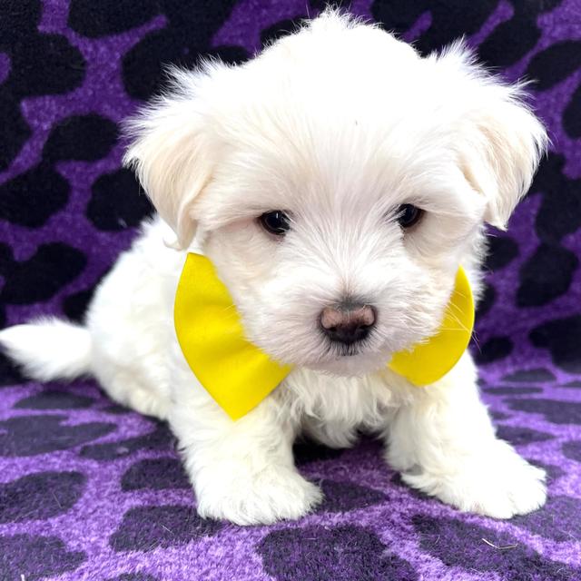 Charlie - Maltese