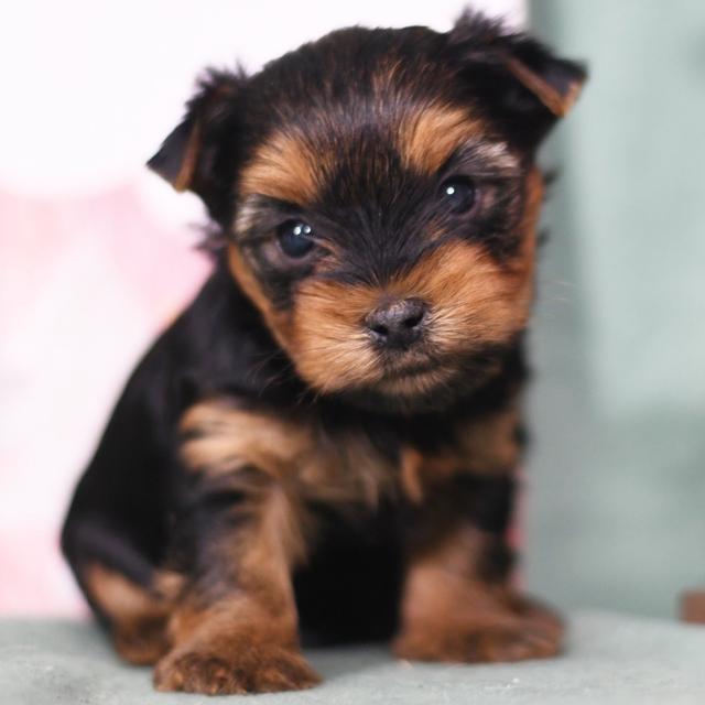 Dallas - Yorkshire Terrier