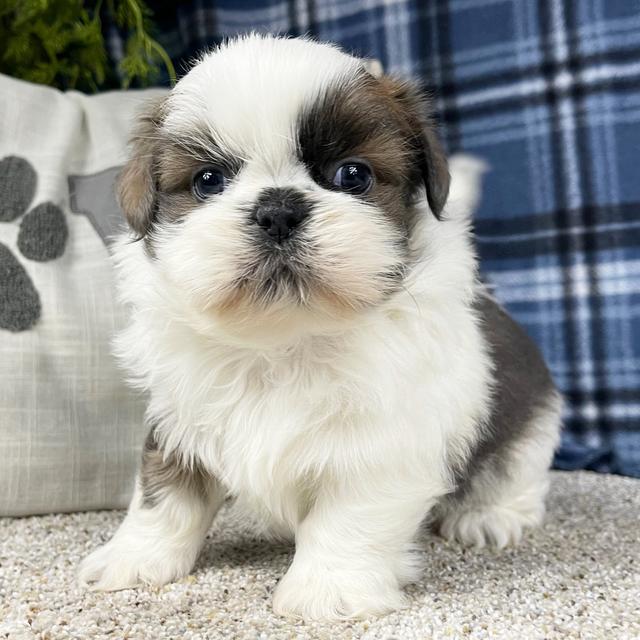 Eli - Shih Tzu