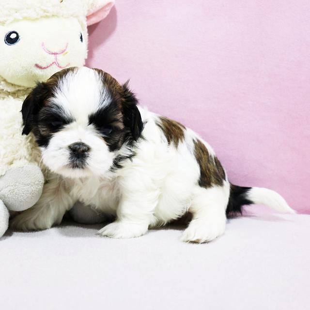 Aurora - Shih Tzu