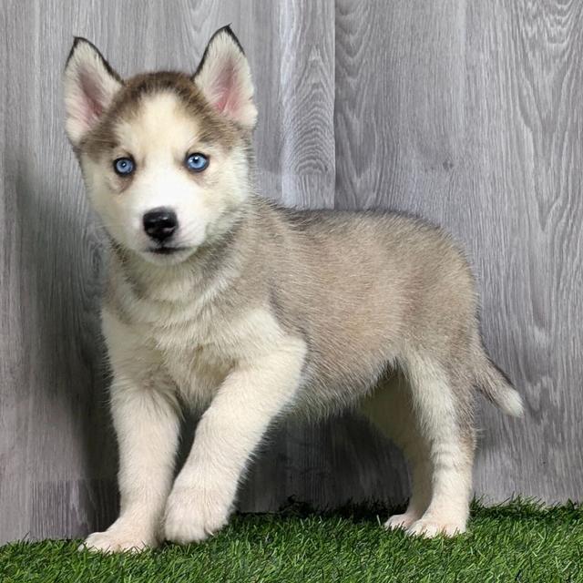 Allie - Siberian Husky