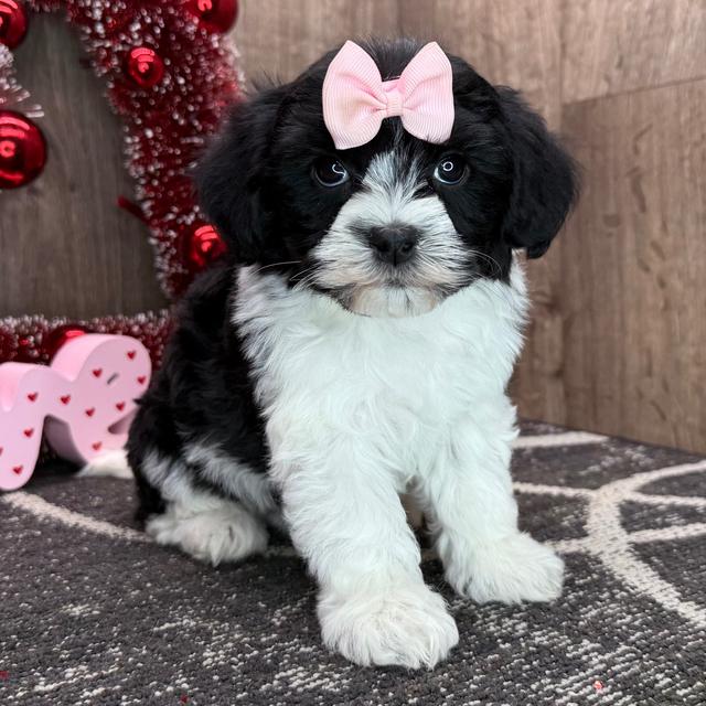 Nancy - Havanese