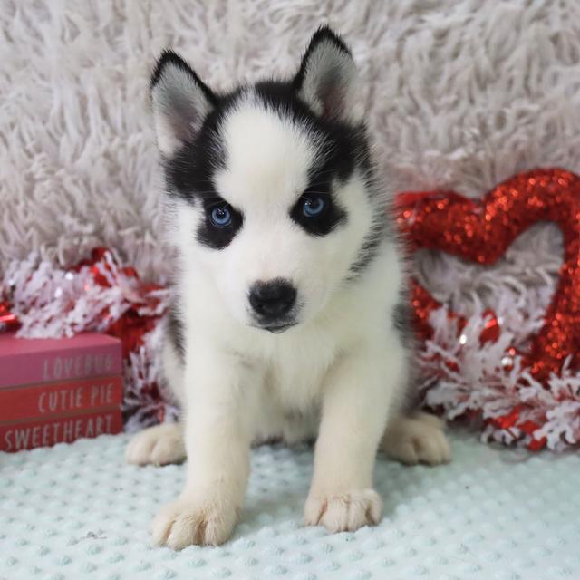 Kayla - Siberian Husky