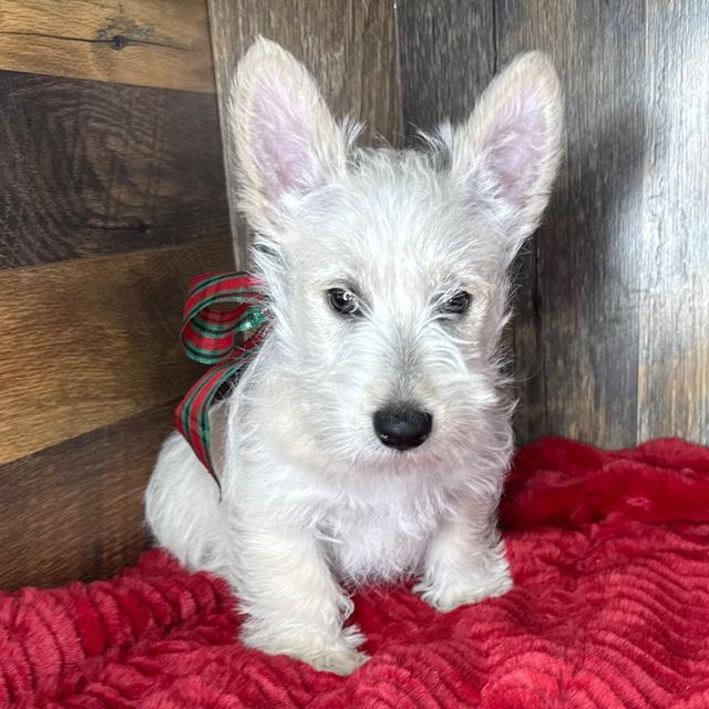 Bonnie - Scottish Terrier