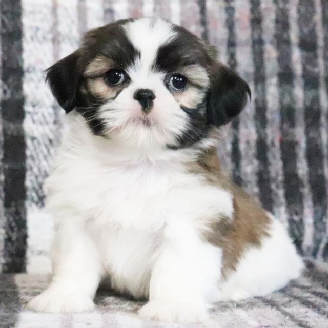 Bingo - Shih Tzu