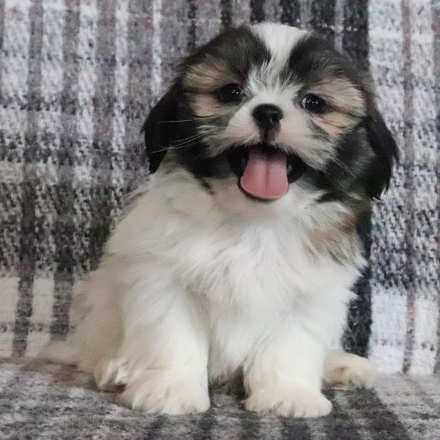 Bingo - Shih Tzu