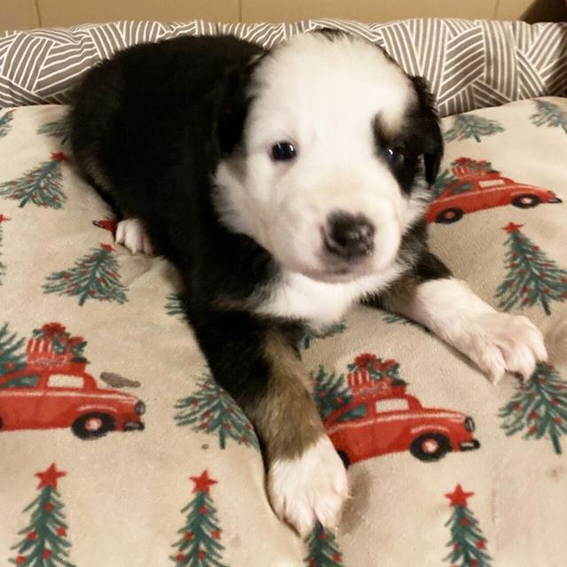 Spencer - Miniature American Shepherd