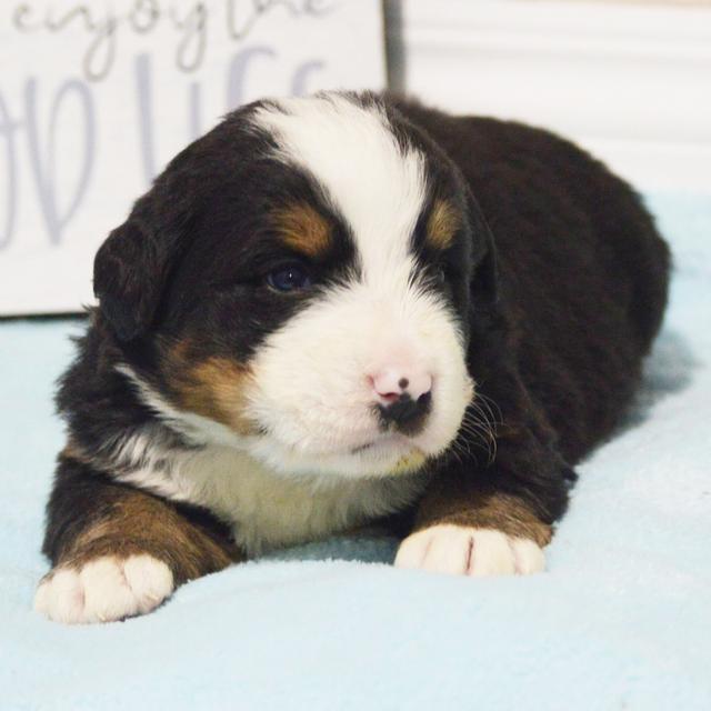 Lander - Bernese Mountain Dog