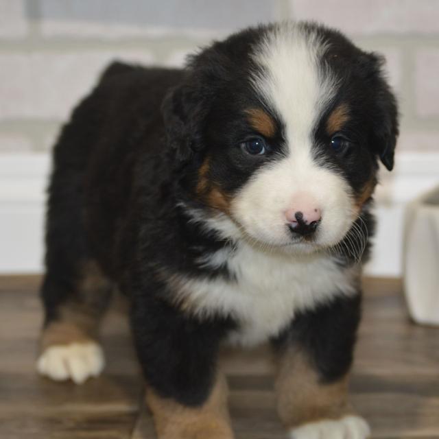 Lander - Bernese Mountain Dog