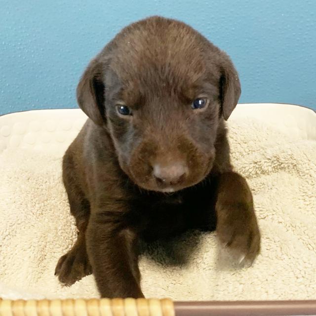 Gunner - Labrador Retriever