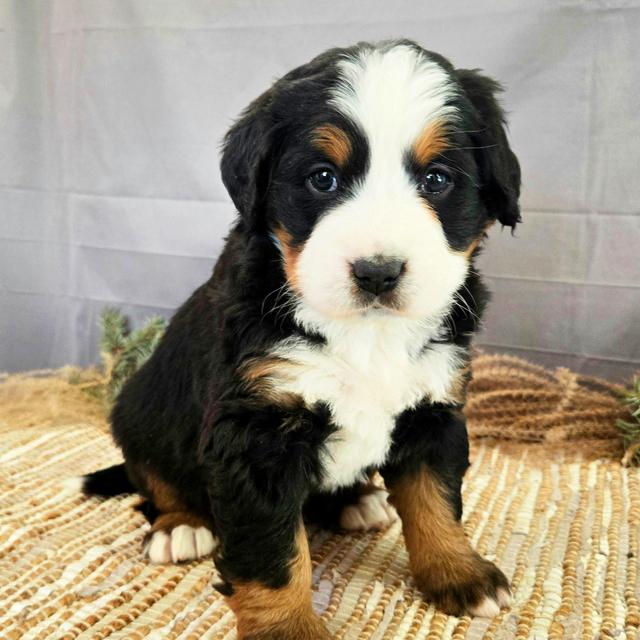 Jillian - Bernese Mountain Dog