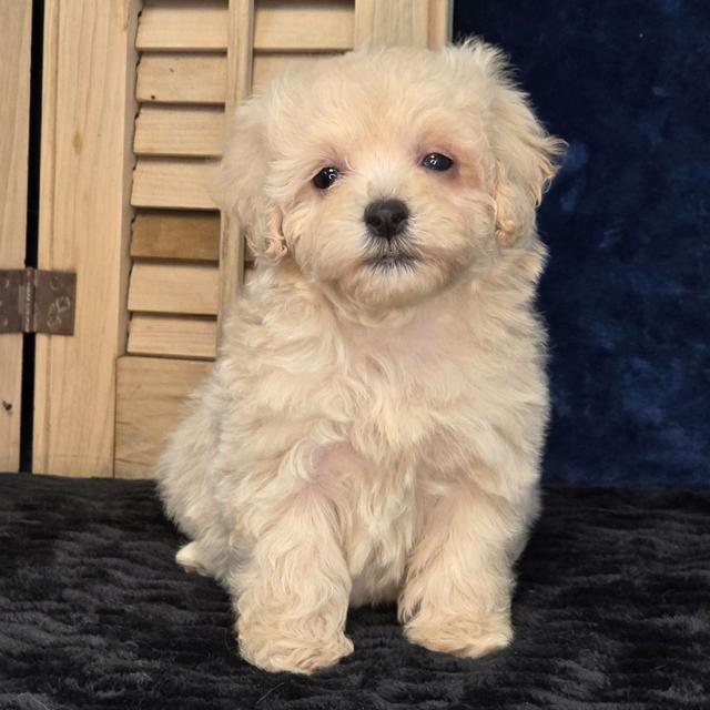 Emmy - Maltipoo