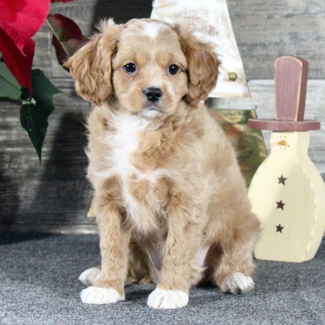 Orion - Cavapoo