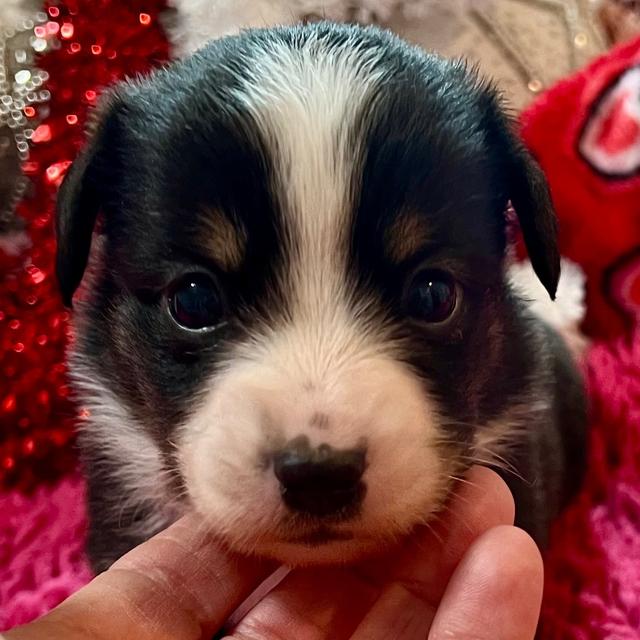 Nelson - Australian Shepherd