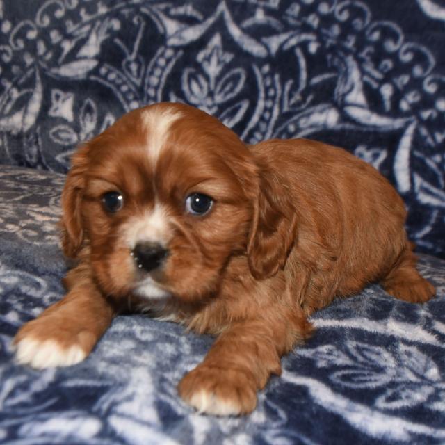 Elmo - Cavalier King Charles Spaniel