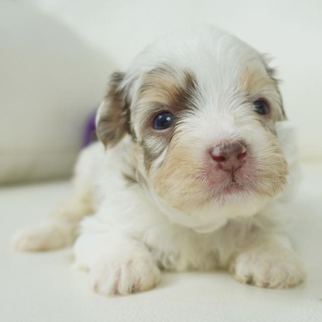 Guy - Aussiedoodle