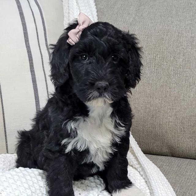 Cassie - Portuguese Water Dog