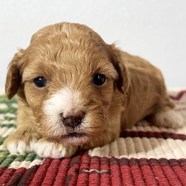 Sadie - Cavapoo