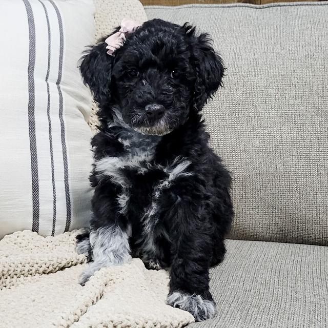 Flurry - Portuguese Water Dog