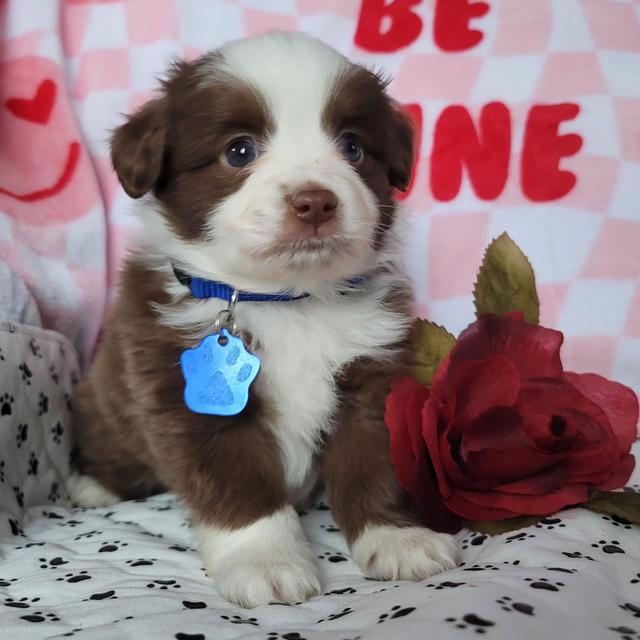 Rocky - Australian Shepherd