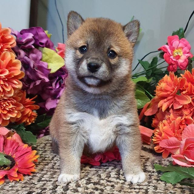 Vanessa - Shiba Inu