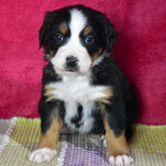 Krystal - Bernese Mountain Dog