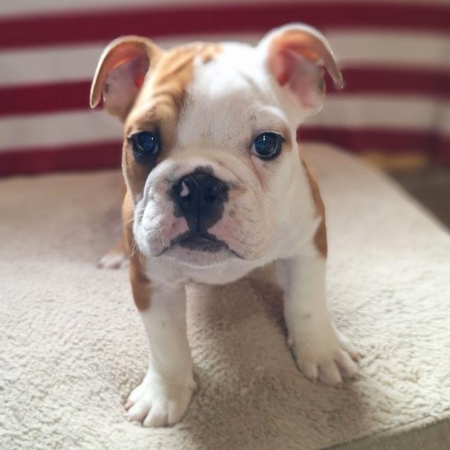 Lil Boy - Bulldog