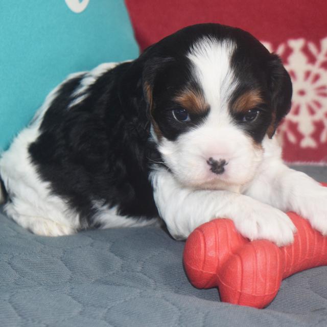 Tango - Cavapoo