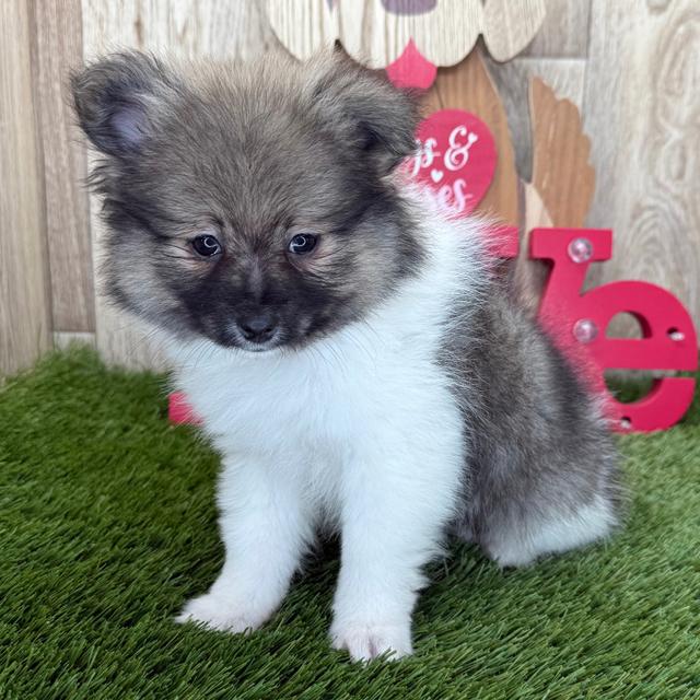 Heart - Pomeranian