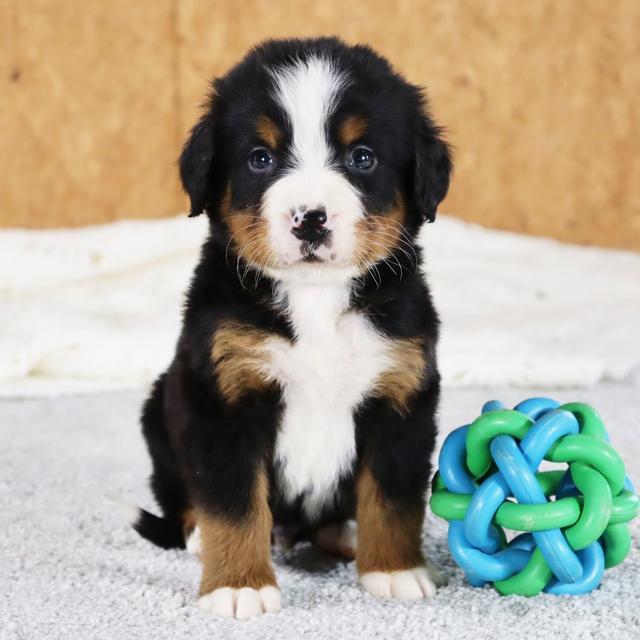 Bruno - Bernese Mountain Dog