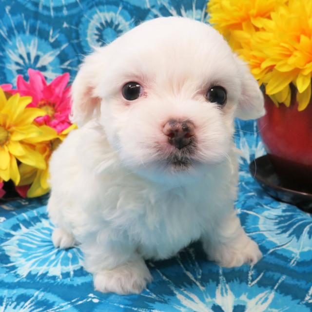 Chevy - Coton de Tulear