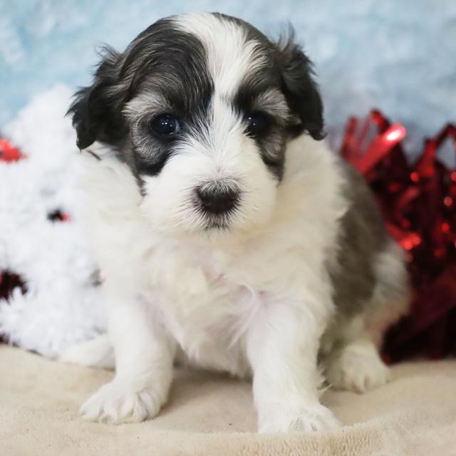 King - Coton de Tulear