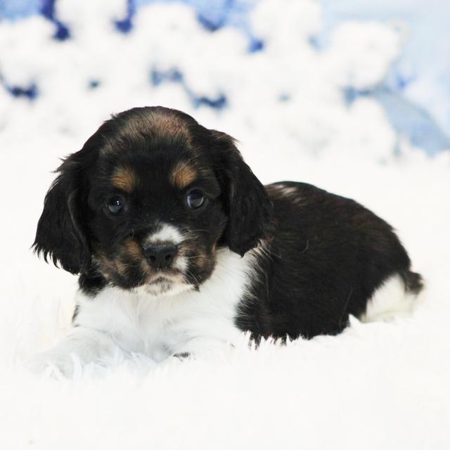 Carol - Cocker Spaniel