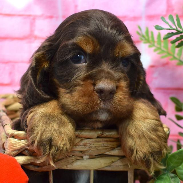 Judson - Cocker Spaniel