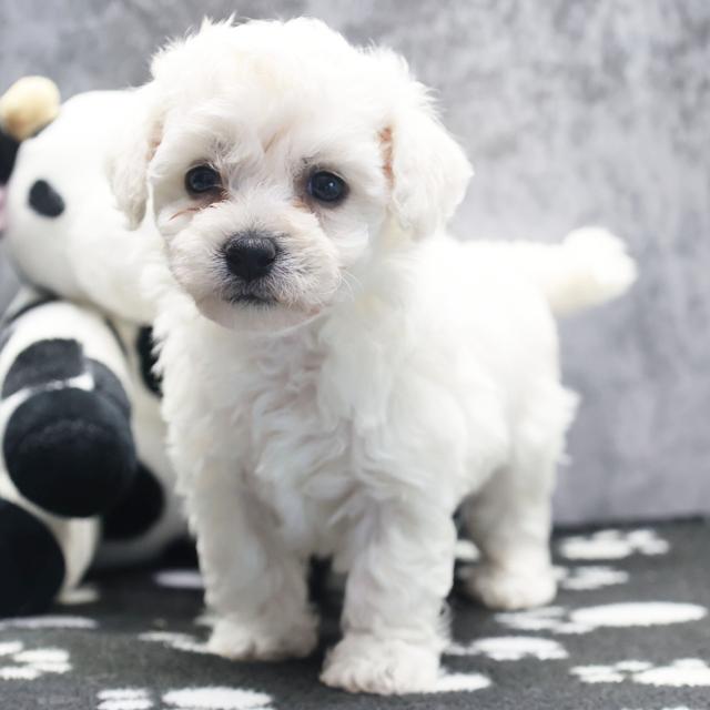 Haisley - Bichon Frise