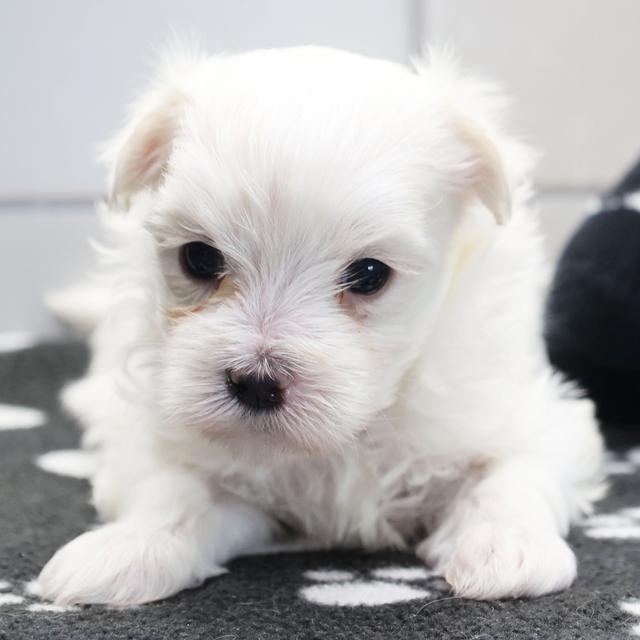 Leo - Maltese