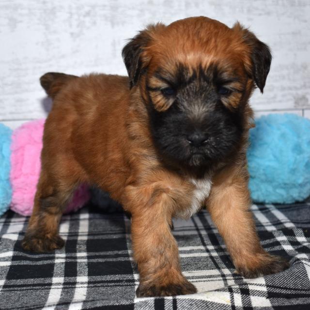 Bence - Soft Coated Wheaten Terrier