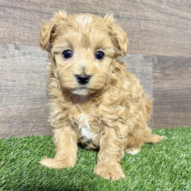 Dallas - Maltipoo